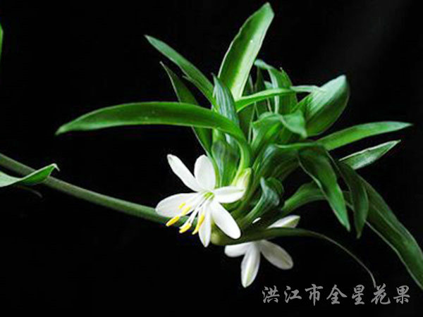 蕙質蘭花