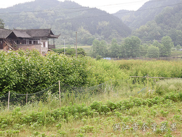 花卉