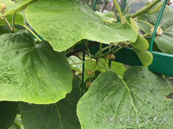 紅心獼猴桃苗 紅心獼猴桃苗
