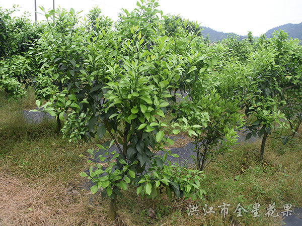 紅美人優系基地