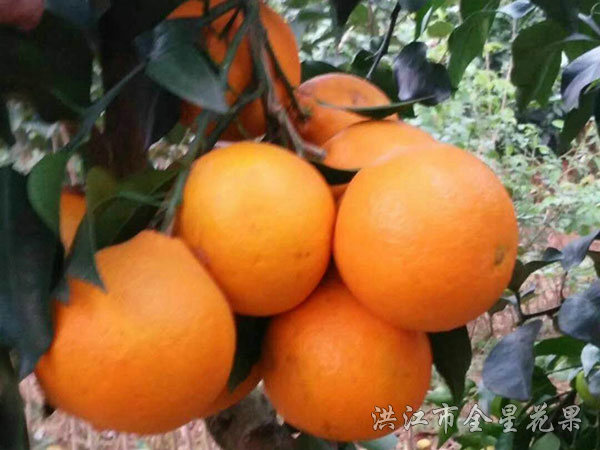 紅美人優系017對比圖