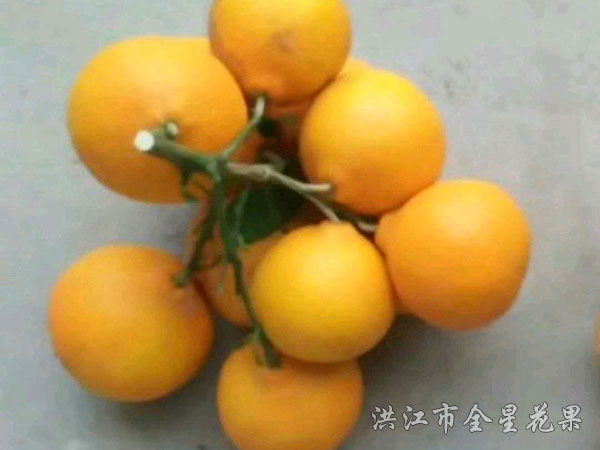 紅美人優系017
