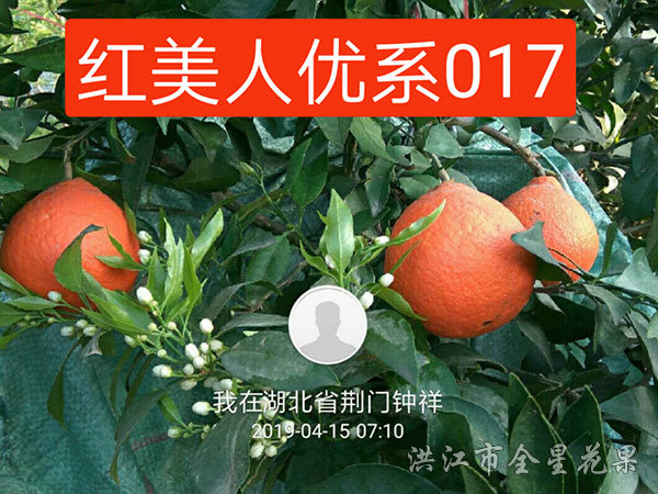 紅美人優系017