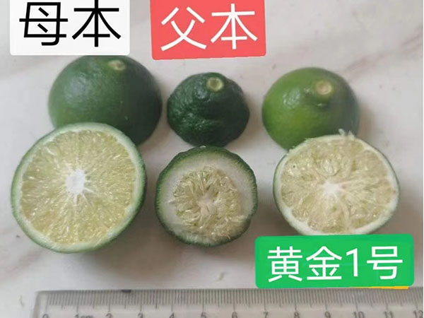 黃金一號