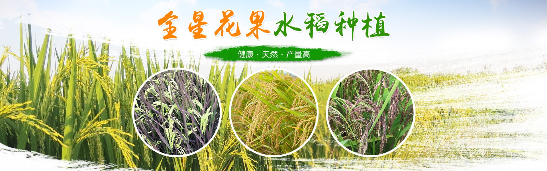 洪江花卉種植_洪江市全星花果研發有限公司