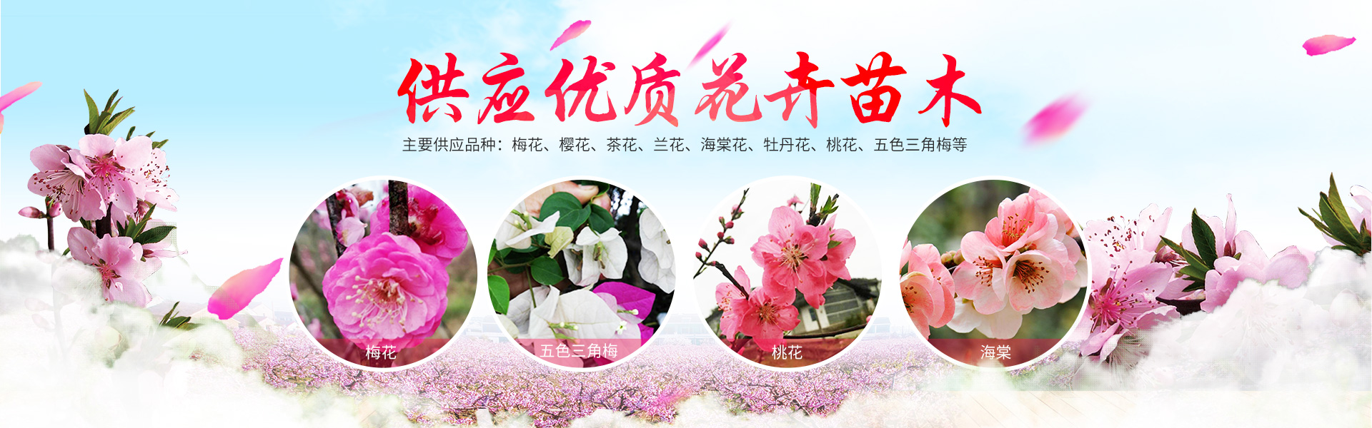 洪江花卉種植_洪江市全星花果研發有限公司