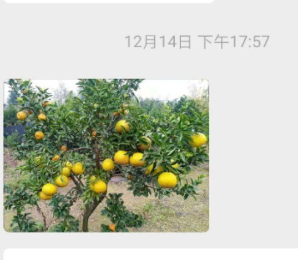 洪江花卉種植,果樹種植,水稻研種,洪江市全星花果研發有限公司