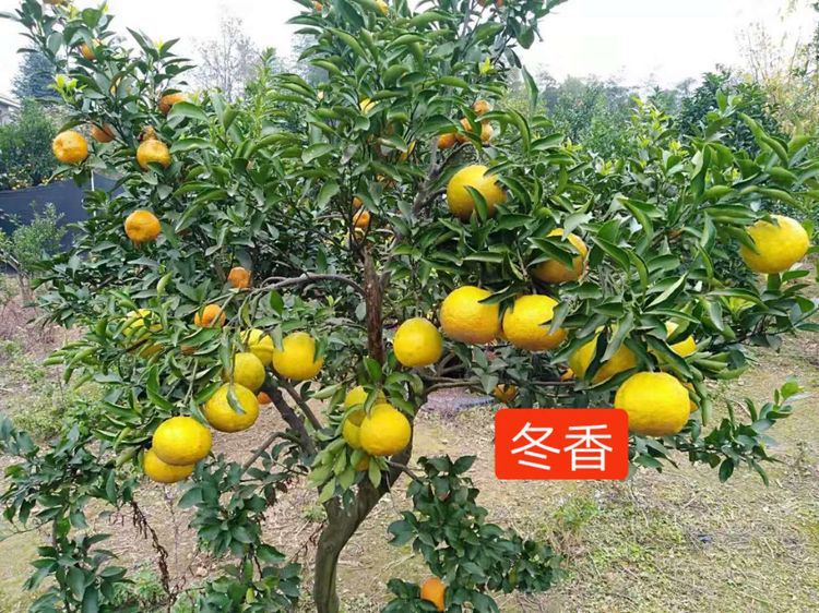 洪江花卉種植,果樹種植,水稻研種,洪江市全星花果研發有限公司