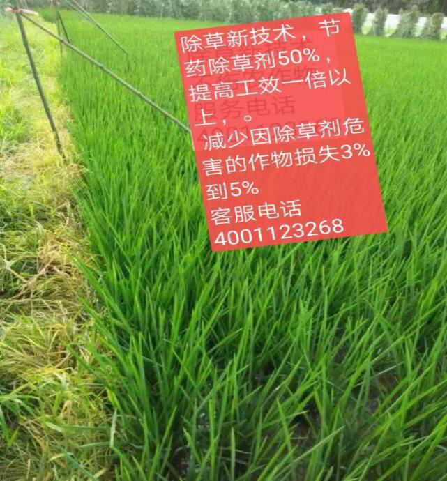 洪江花卉種植,果樹種植,水稻研種,洪江市全星花果研發有限公司