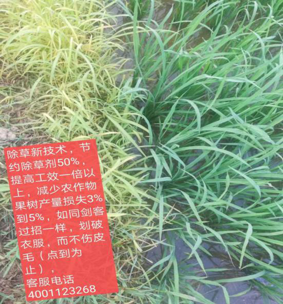 洪江花卉種植,果樹種植,水稻研種,洪江市全星花果研發有限公司